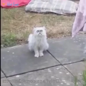 11251488