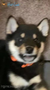 9587907