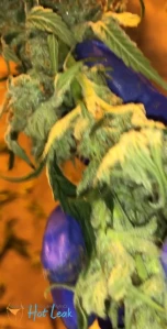 7108215
