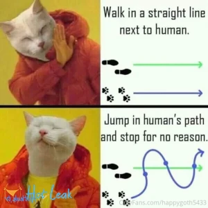11556414