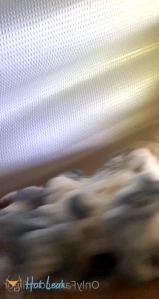8208161