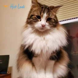 Freyja the Cat