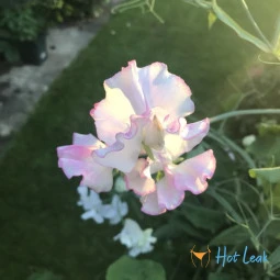 Sweet pea